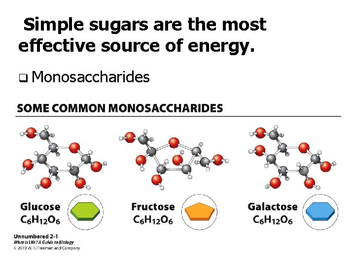 Simple sugars are the most effective source of energy. q Monosaccharides 
