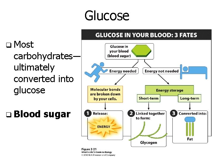Glucose q Most carbohydrates— ultimately converted into glucose q Blood sugar 