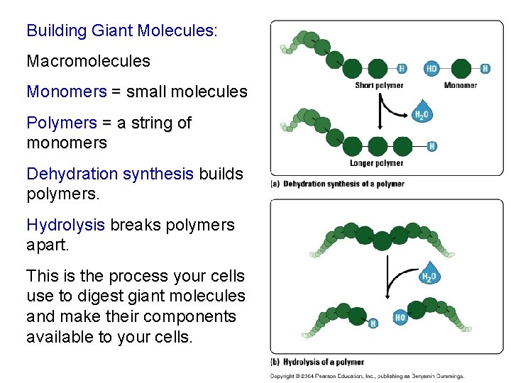 Building Giant Molecules: Macromolecules Monomers = small molecules Polymers = a string of monomers
