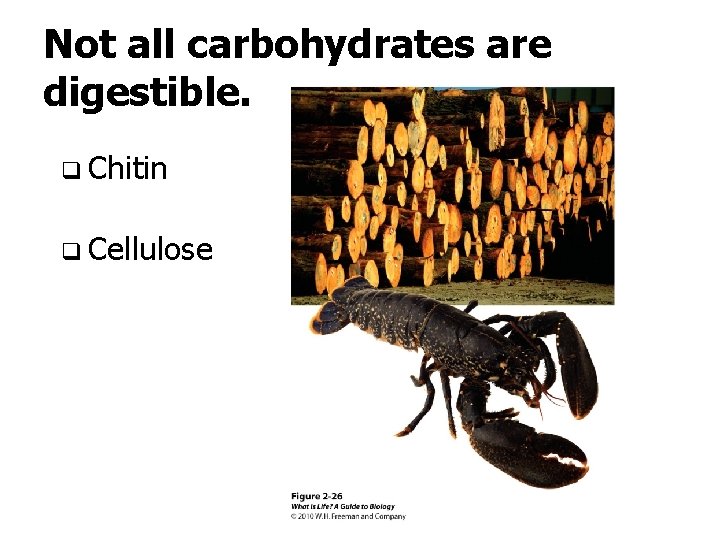 Not all carbohydrates are digestible. q Chitin q Cellulose 
