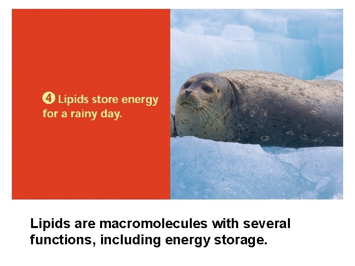 Lipids are macromolecules with several functions, including energy storage. 