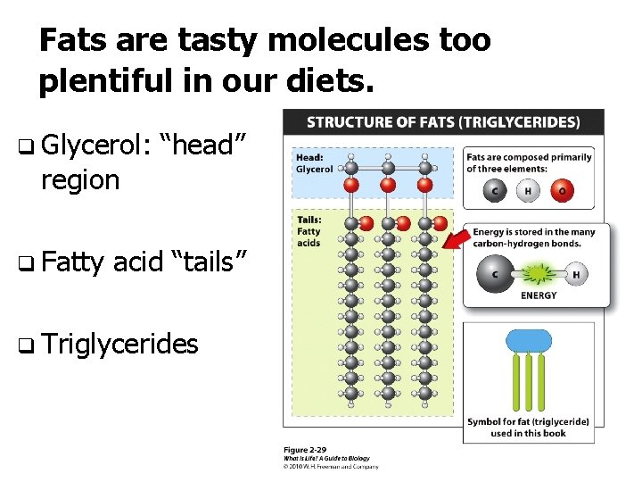 Fats are tasty molecules too plentiful in our diets. q Glycerol: region q Fatty