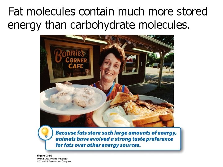Fat molecules contain much more stored energy than carbohydrate molecules. 