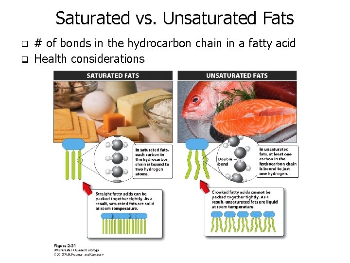 Saturated vs. Unsaturated Fats q q # of bonds in the hydrocarbon chain in
