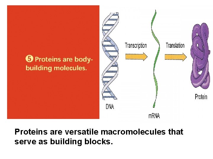 Proteins are versatile macromolecules that serve as building blocks. 