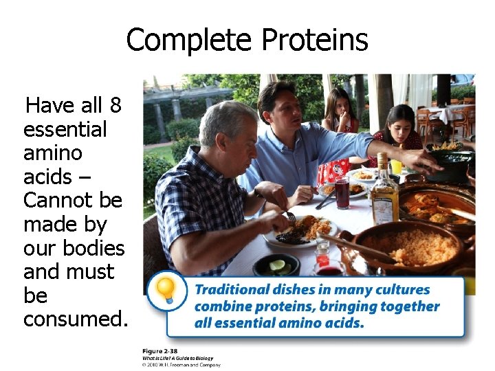 Complete Proteins Have all 8 essential amino acids – Cannot be made by our