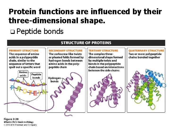 Protein functions are influenced by their three-dimensional shape. q Peptide bonds 