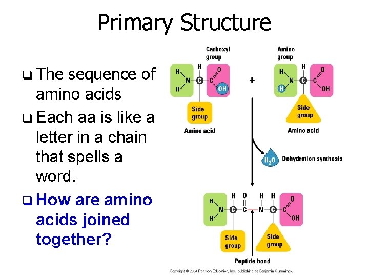 Primary Structure q The sequence of amino acids q Each aa is like a