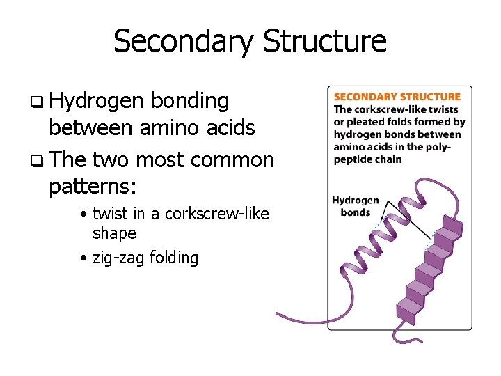Secondary Structure q Hydrogen bonding between amino acids q The two most common patterns: