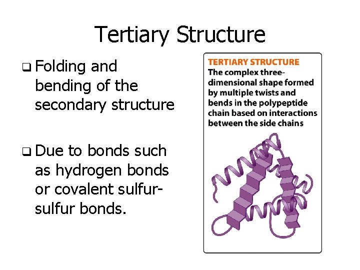 Tertiary Structure q Folding and bending of the secondary structure q Due to bonds