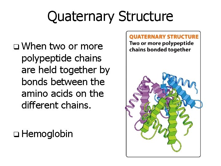 Quaternary Structure q When two or more polypeptide chains are held together by bonds