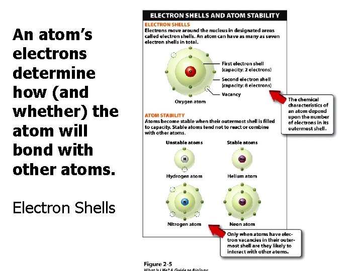 An atom’s electrons determine how (and whether) the atom will bond with other atoms.