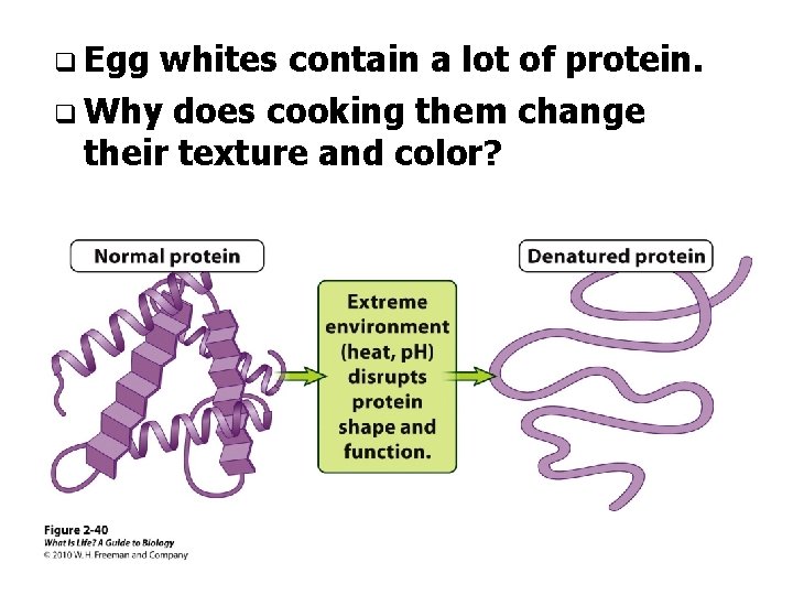 q Egg whites contain a lot of protein. q Why does cooking them change