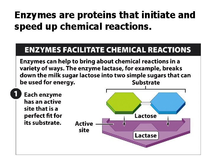 Enzymes are proteins that initiate and speed up chemical reactions. 