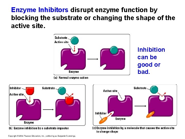 Enzyme Inhibitors disrupt enzyme function by blocking the substrate or changing the shape of