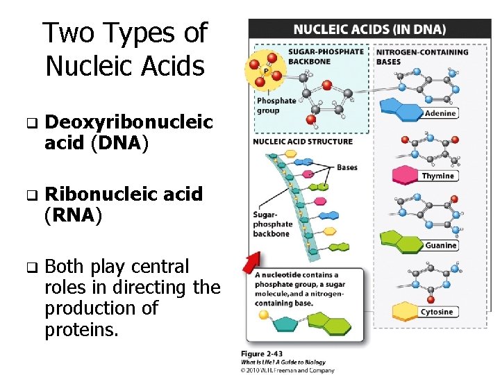 Two Types of Nucleic Acids q Deoxyribonucleic acid (DNA) q Ribonucleic acid (RNA) q