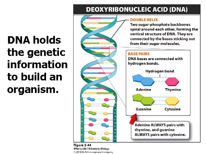 DNA holds the genetic information to build an organism. 