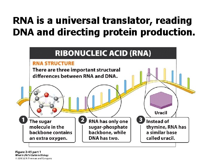 RNA is a universal translator, reading DNA and directing protein production. 