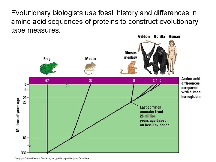 Evolutionary biologists use fossil history and differences in amino acid sequences of proteins to