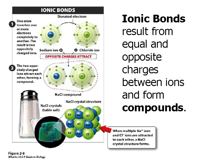 Ionic Bonds result from equal and opposite charges between ions and form compounds. 