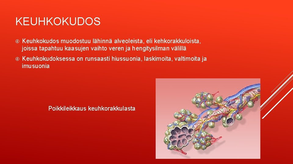 KEUHKOKUDOS Keuhkokudos muodostuu lähinnä alveoleista, eli kehkorakkuloista, joissa tapahtuu kaasujen vaihto veren ja hengitysilman