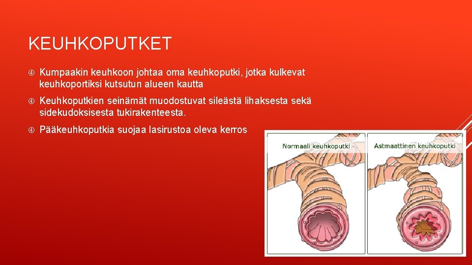 KEUHKOPUTKET Kumpaakin keuhkoon johtaa oma keuhkoputki, jotka kulkevat keuhkoportiksi kutsutun alueen kautta Keuhkoputkien seinämät