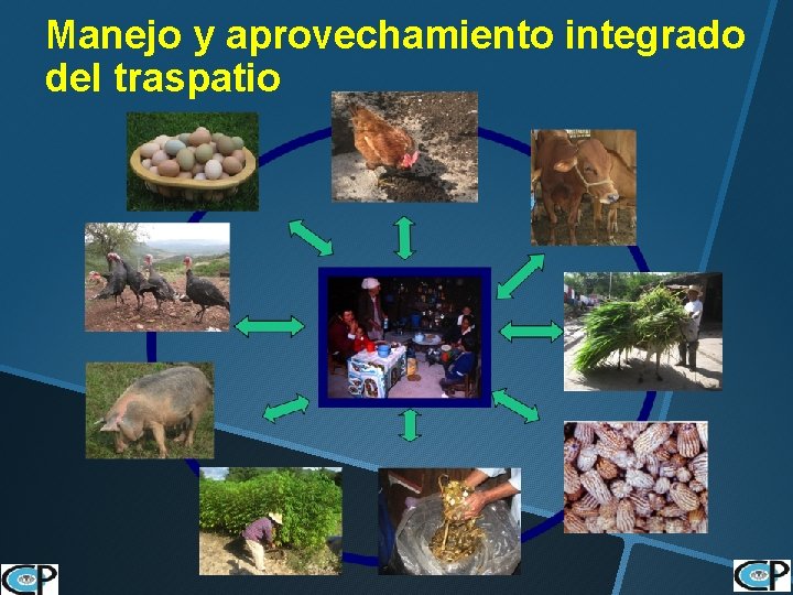 Manejo y aprovechamiento integrado del traspatio 12 