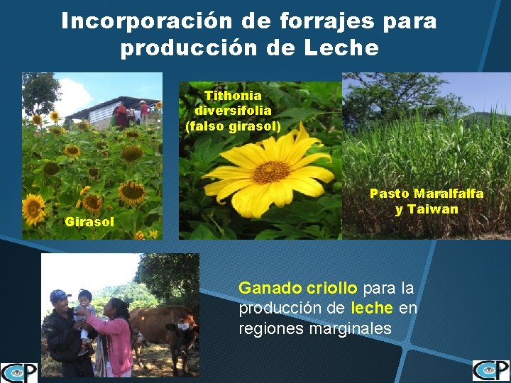 Incorporación de forrajes para producción de Leche Tithonia diversifolia (falso girasol) Girasol Pasto Maralfalfa