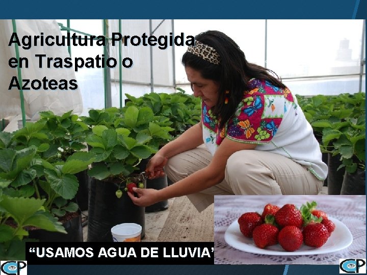 Agricultura Protegida en Traspatio o Azoteas “USAMOS AGUA DE LLUVIA” Colegio de Postgraduados 