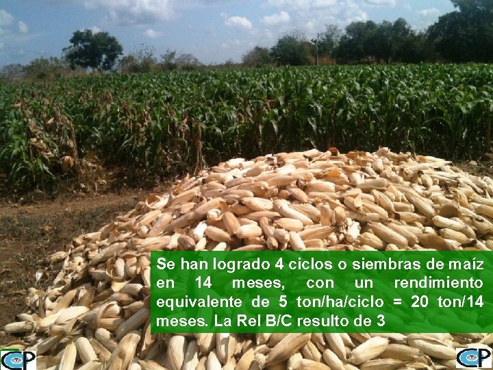 Se han logrado 4 ciclos o siembras de maíz en 14 meses, con un