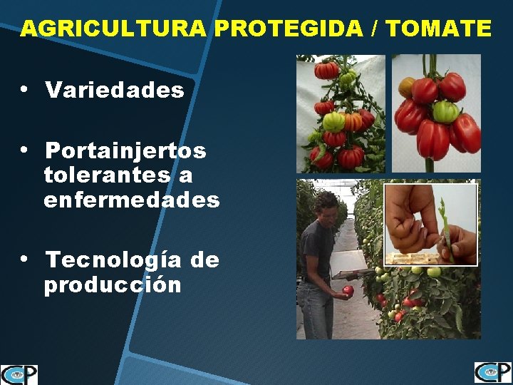 AGRICULTURA PROTEGIDA / TOMATE • Variedades • Portainjertos tolerantes a enfermedades • Tecnología de