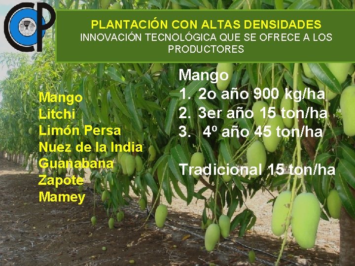 PLANTACIÓN CON ALTAS DENSIDADES INNOVACIÓN TECNOLÓGICA QUE SE OFRECE A LOS PRODUCTORES Mango Litchi
