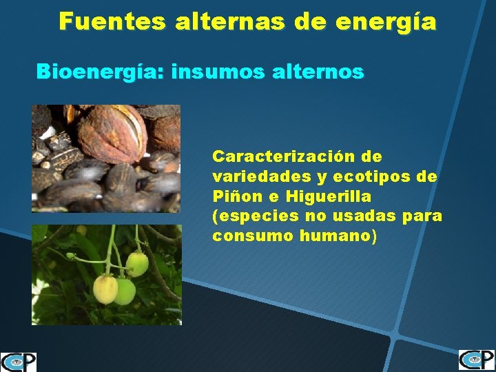 Fuentes alternas de energía Bioenergía: insumos alternos Caracterización de variedades y ecotipos de Piñon