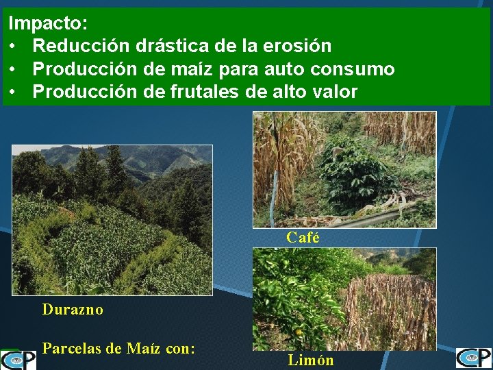 Impacto: • Reducción drástica de la erosión • Producción de maíz para auto consumo