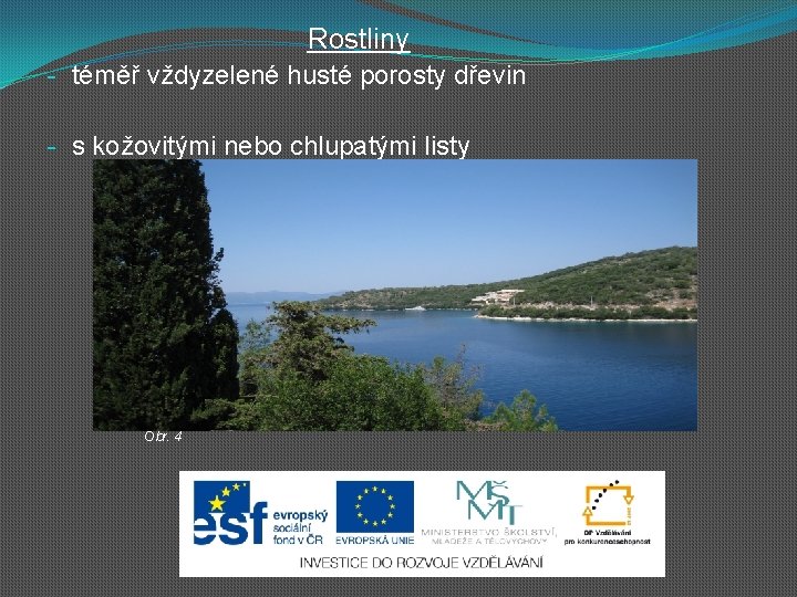 Rostliny - téměř vždyzelené husté porosty dřevin - s kožovitými nebo chlupatými listy Obr.