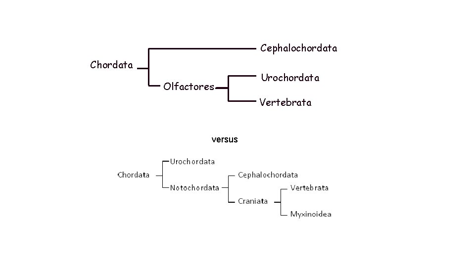 Cephalochordata Chordata Olfactores Urochordata Vertebrata versus 