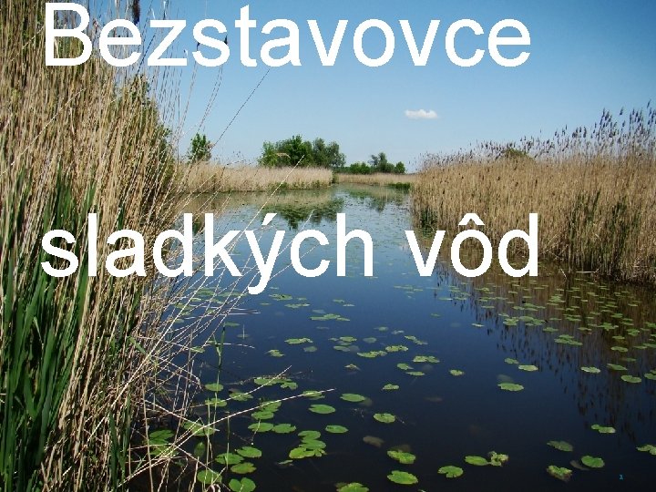 Bezstavovce sladkých vôd 1 