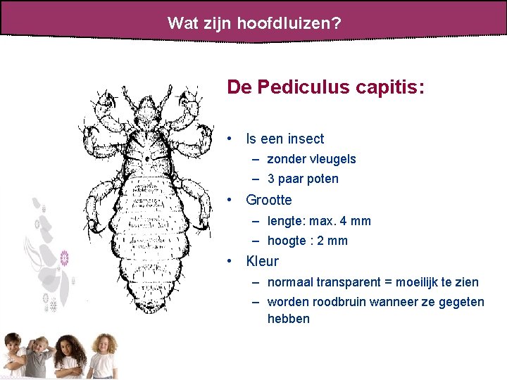 Wat zijn hoofdluizen? De Pediculus capitis: • Is een insect – zonder vleugels –