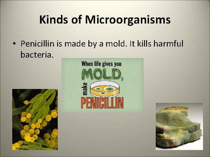 Kinds of Microorganisms • Penicillin is made by a mold. It kills harmful bacteria.