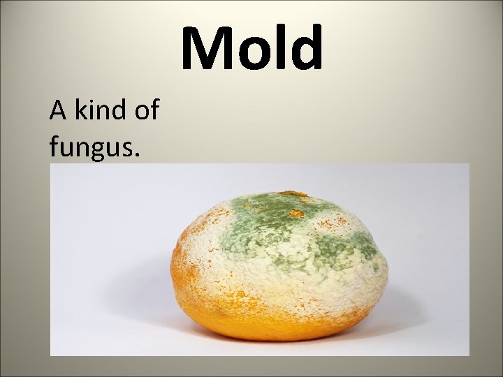 Mold A kind of fungus. 