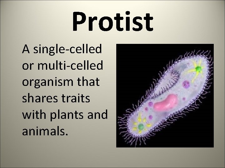 Protist A single-celled or multi-celled organism that shares traits with plants and animals. 