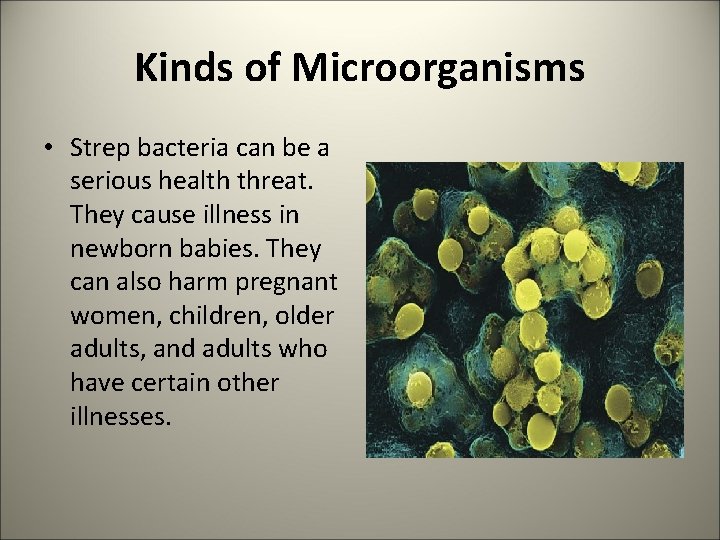 Kinds of Microorganisms • Strep bacteria can be a serious health threat. They cause