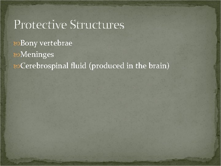 Protective Structures Bony vertebrae Meninges Cerebrospinal fluid (produced in the brain) 