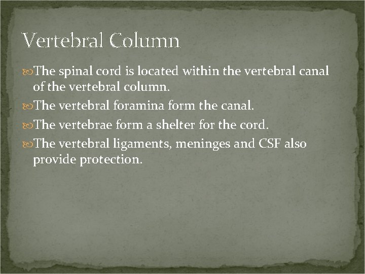 Vertebral Column The spinal cord is located within the vertebral canal of the vertebral