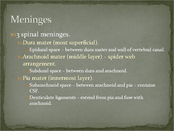 Meninges 3 spinal meninges. Dura mater (most superficial). Epidural space – between dura mater