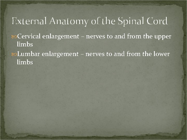 External Anatomy of the Spinal Cord Cervical enlargement – nerves to and from the