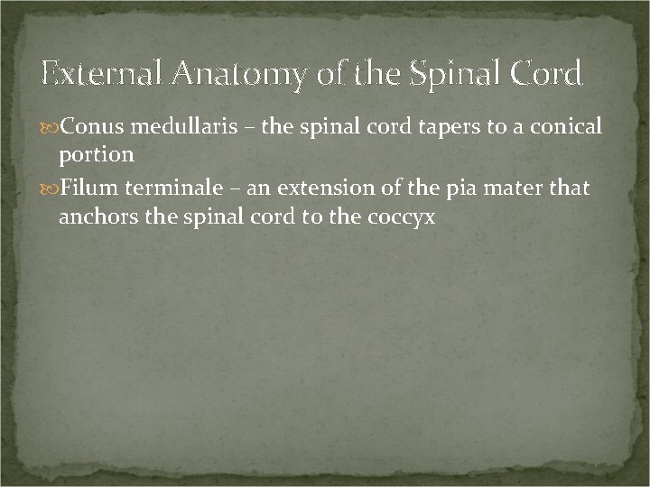 External Anatomy of the Spinal Cord Conus medullaris – the spinal cord tapers to