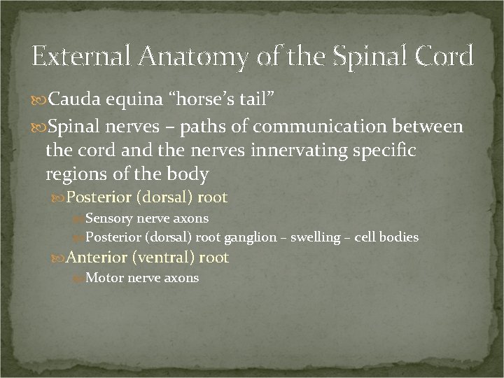 External Anatomy of the Spinal Cord Cauda equina “horse’s tail” Spinal nerves – paths