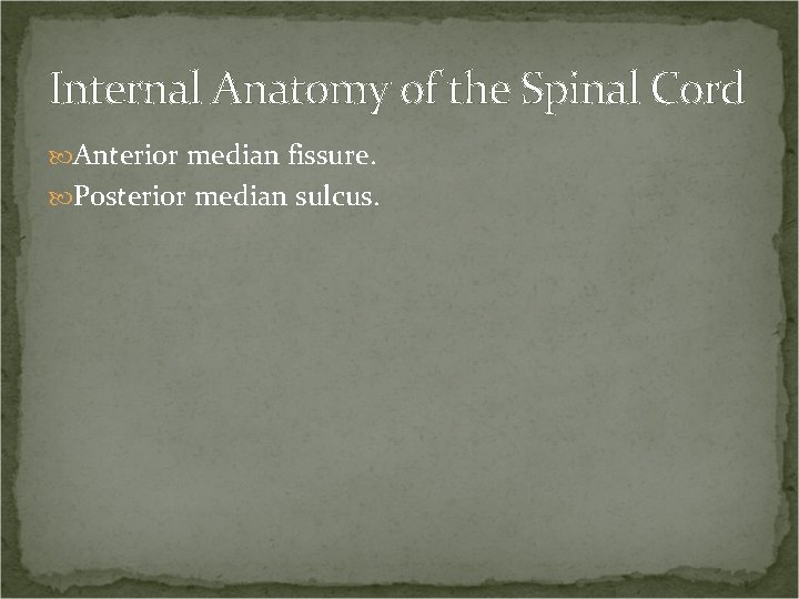 Internal Anatomy of the Spinal Cord Anterior median fissure. Posterior median sulcus. 