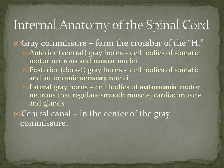 Internal Anatomy of the Spinal Cord Gray commissure – form the crossbar of the